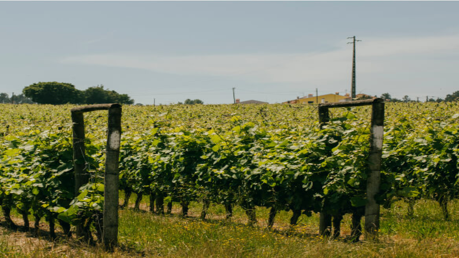 Aguieira - Agueda, 0 , 0 ,0,Land,For Sale,0,1178